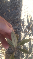 Eriodictyon crassifolium