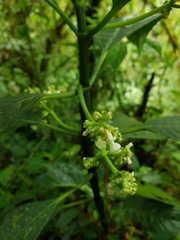 Notopleura aggregata