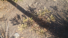 Eriodictyon crassifolium