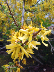 Forsythia viridissima