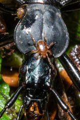 Parasitidae