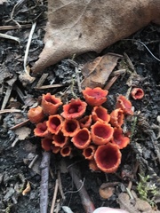 Microstoma protractum