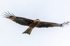 Milvus migrans lineatus