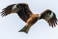 Milvus migrans lineatus