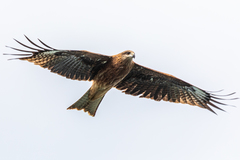 Milvus migrans lineatus