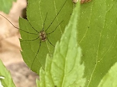 Leiobunum ventricosum