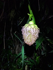 Elleanthus capitatus