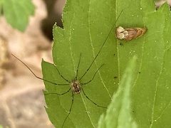 Leiobunum ventricosum