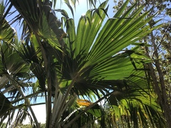 Pritchardia maideniana