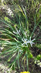 Leucocrinum montanum