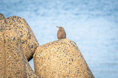 Monticola solitarius philippensis