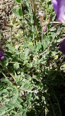 Astragalus missouriensis