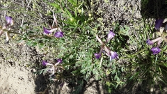 Astragalus missouriensis