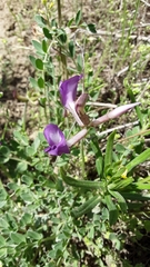 Astragalus missouriensis