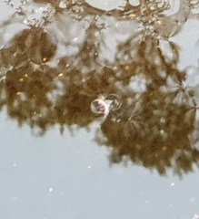 Crinia flindersensis