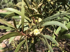 Acacia koaia