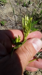 Pediomelum tenuiflorum