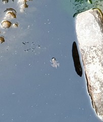 Crinia flindersensis