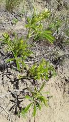 Pediomelum tenuiflorum