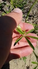 Pediomelum tenuiflorum