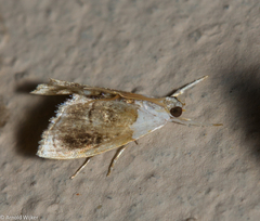 Glaphyriinae