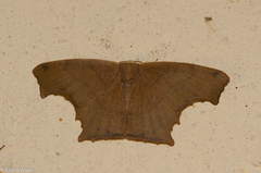 Eutomopepla discuneata