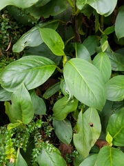 Peperomia striata