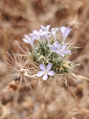 Navarretia tagetina