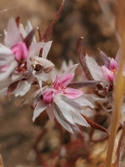 Polygonum bidwelliae