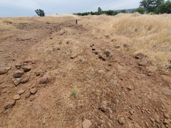 Polygonum bidwelliae