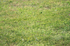 Passer domesticus