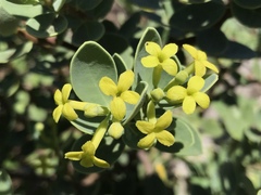 Wikstroemia uva-ursi