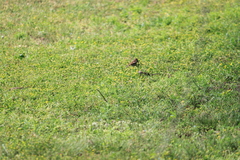 Passer domesticus