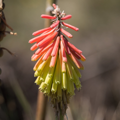 Kniphofia hirsuta