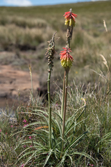 Kniphofia hirsuta