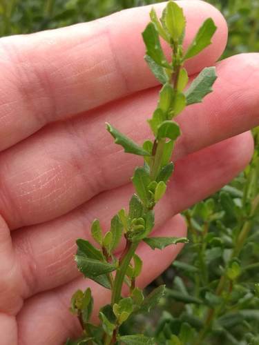 iNaturalist observation photo of coyote brush