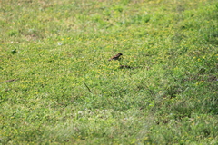 Passer domesticus