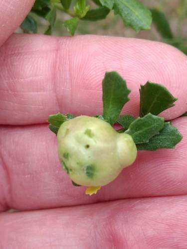 iNaturalist observation photo of Coyote Brush Bud Gall Midge