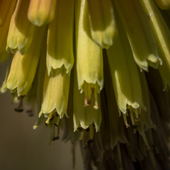 Kniphofia hirsuta