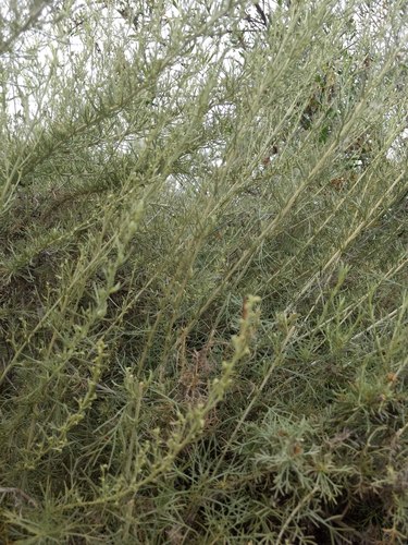 iNaturalist observation photo of California sagebrush