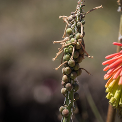 Kniphofia hirsuta