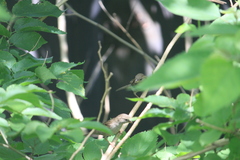 Passer domesticus