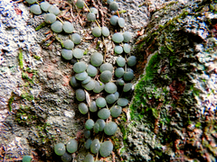 Peperomia circinnata