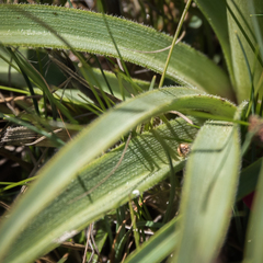 Kniphofia hirsuta