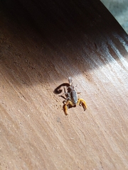 Centruroides gracilis