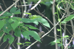 Passer domesticus