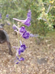 Delphinium hansenii
