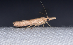 Macrorrhinia endonephele