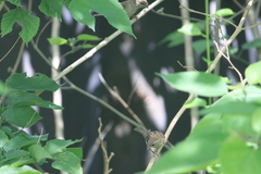 Passer domesticus