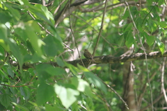Passer domesticus